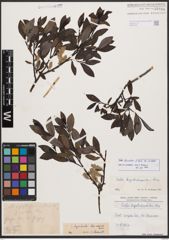 Salix bicolor Ehrh. ex Willd.